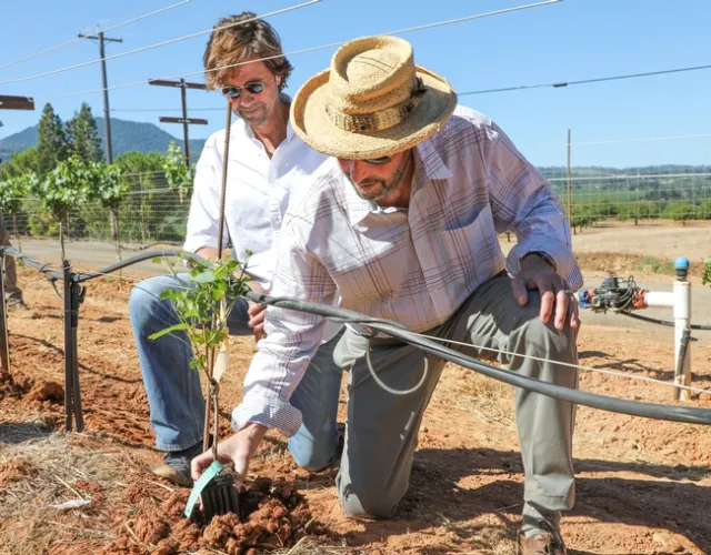 Andy Beckstoffer and David Beckstoffer plant their 1.5 millionth vine in cabernet sauvignon rootstock and clonal trial in Lake County.