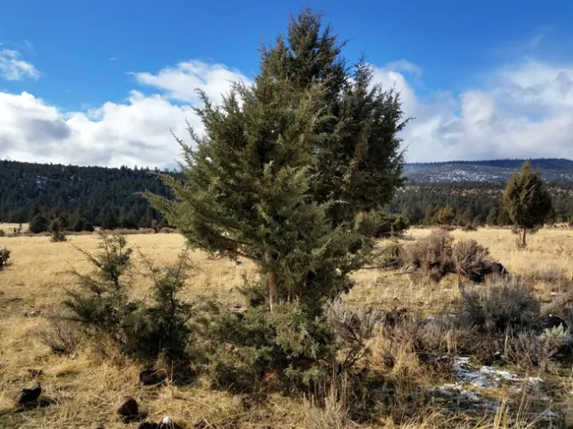 Western Juniper in Lassen County