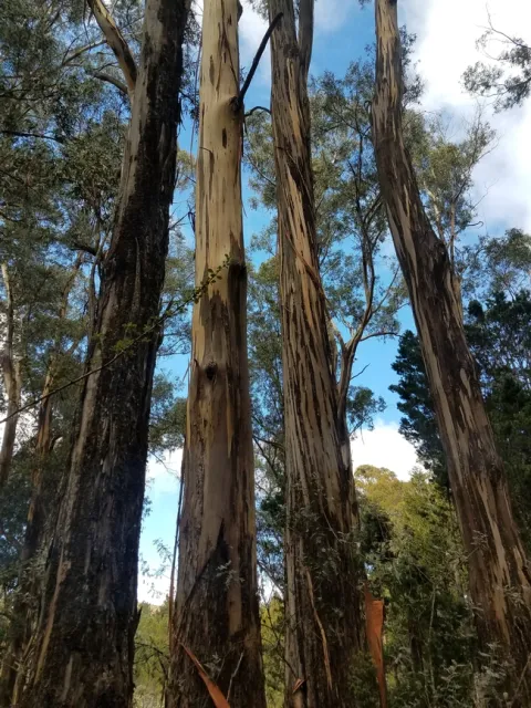 eucalyptus