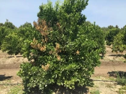 citrus gummosis flagging