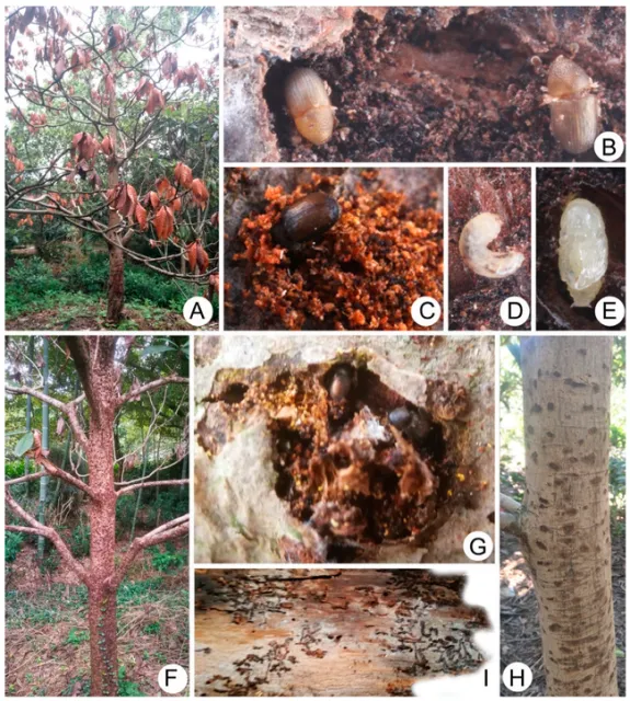 loquat beetle damage