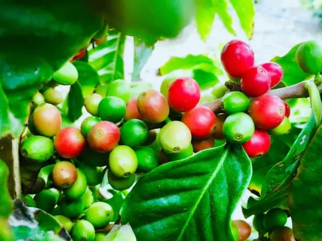 Coffee growing at Rancho Filoso. Photo credit Lisa Tate.