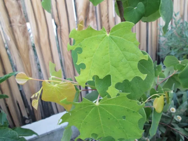 Young growth on Rising Sun Redbud much damaged.
