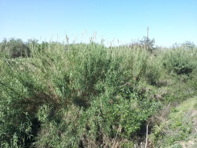 Dense arundo patches grow along the edge of sloughs in the Delta and upstream watersheds, wasting water and creating hazards.