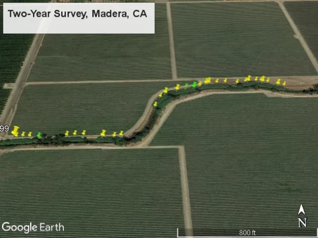 (Top) July 2019 survey of 99 points at a 2017 wasp release site on Stony Creek near Orland, CA. (Bottom) Survey of 30 points at a 2017 release site on Berenda Slough near Madera, CA. In both images, yellow points indicate presence of arundo wasp exit holes or galls, and green points indicate absence of exit holes or galls. Slightly larger points of either color indicate the 2017 release plots.
