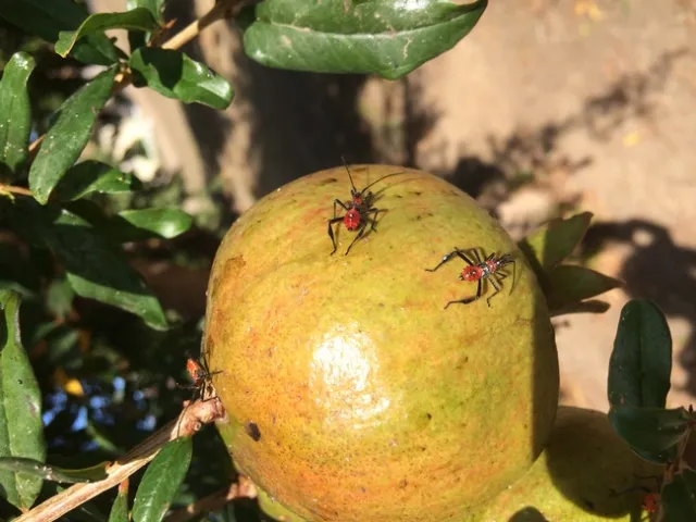 Leaffooted bug nymphs. (Kristin Britt)