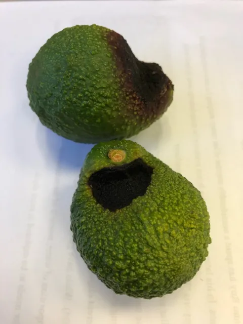 crick-side fruit