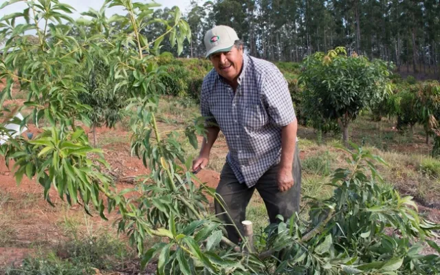 pablo readying a graft in south africa