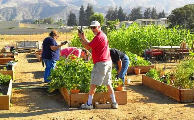 San Bernardino County Master Gardener Jerry Poupard volunteers at Highland Giving Garden at Highland Congregational Church in San Bernardino.
