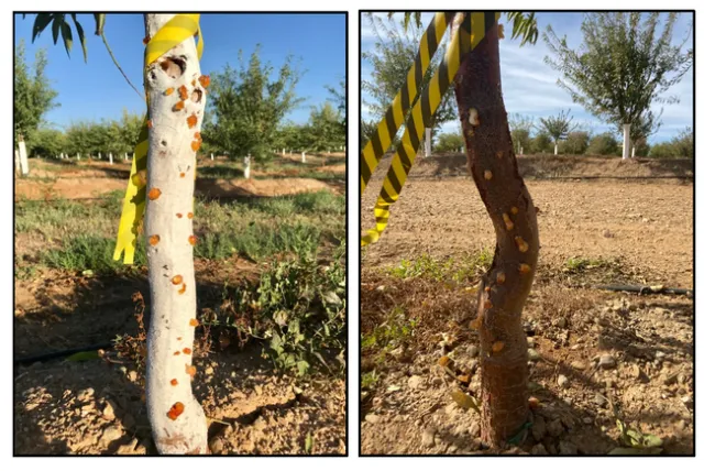 Figure 1. The images above illustrate different levels of trunk gummosis observed in the field when comparing old paint (left) vs. no paint (right).