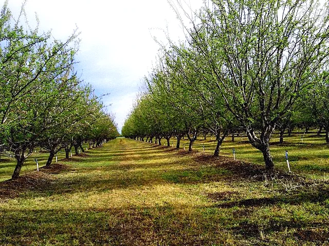 Figure 1. Post-harvest in an almond orchard one month after harvest. Micro sprinklers have started the germination of some winter weeds such as filaree and annual bluegrass. While tough to control(semi-) perennials such as threespike goosegrass and Italian ryegrass remain after this year's management program.