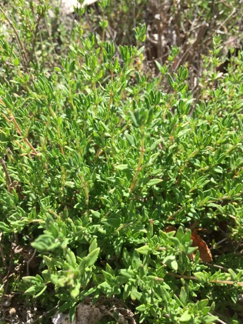 Photo By Linda Lewis Griffith