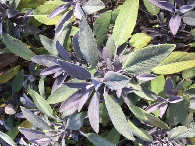 Photo By Linda Lewis Griffith