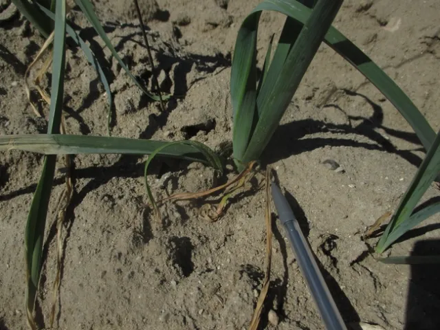 3. Dead yellow nutsedge plant at base of leek plant
