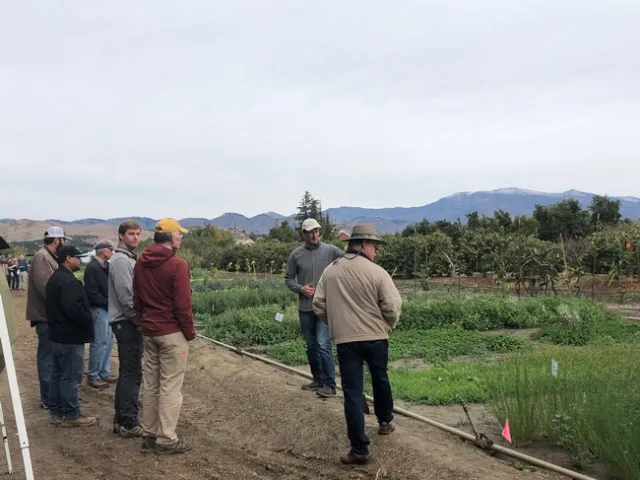 UCCE Advisor Oleg Daugovish explaining benefits of low profile cover crops. Photo credit Rose Hayden-Smith.
