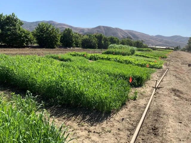 Cover Crop Demonstration. Photo taken October 1 2019.