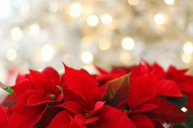 Poinsettia. (pixabay.com)