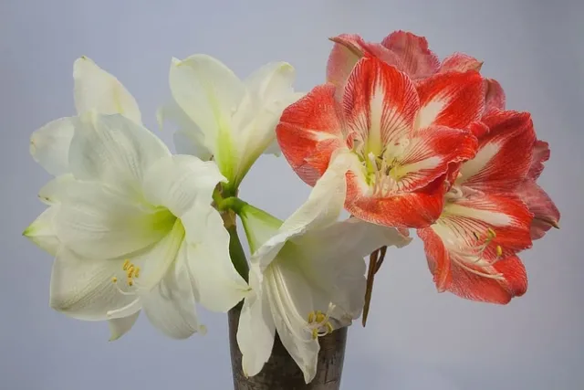 Amaryllis. (pxfuel.com)