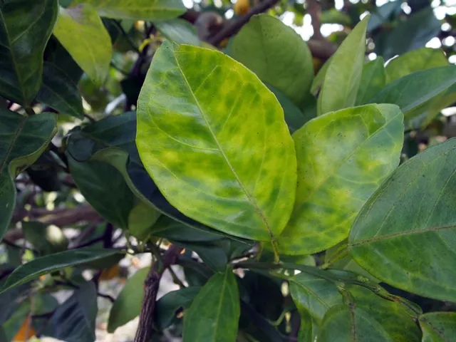 This blotchy yellowing of citrus tree leaves is an early sign of Huanglongbing and will worsen as the disease develops in the tree. (Photo courtesy of CitrusInsider.org)