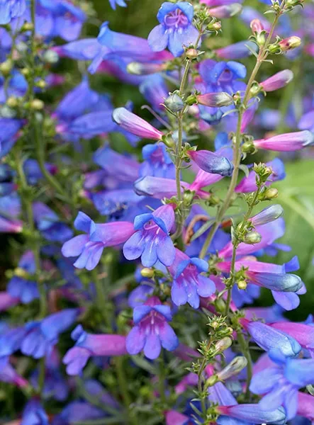 Penstemon heterophyllus Blue Springs Flower