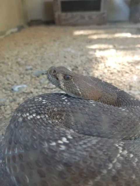 rattlesnake