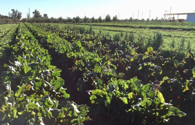 leafy greens at Desert REC