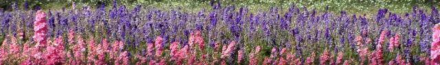 banner photo - field of flowers