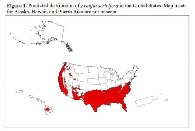 araujia distribution map