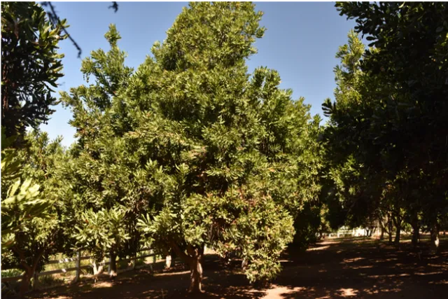 Macadamia tree