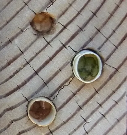 Redbud leaves used in a leaf cutter bee nest