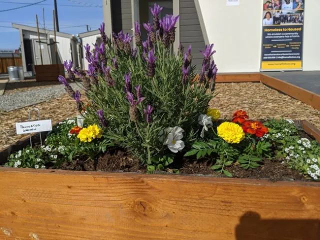 Master Gardeners in Santa Clara County landscaped tiny homes for the homeless.