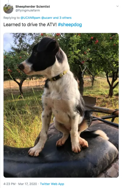 Dan Macon sheepdog drives the ATV.