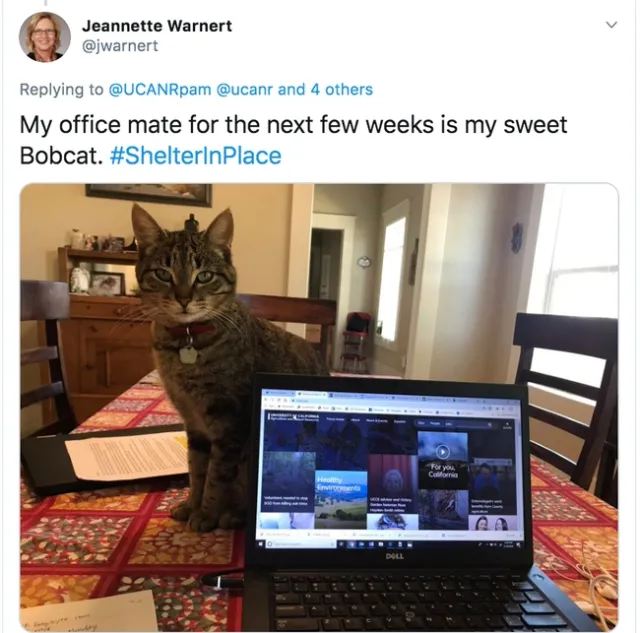 Jeannette Warnert's office mate Bobcat