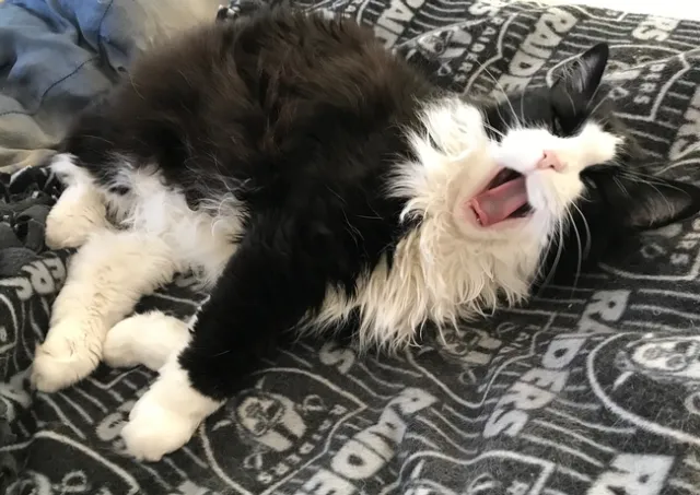Pam Kan-Rice's home office boss Chairman Meow Meow wears a tuxedo.