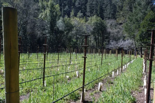 Facing west on Mt. Veeder