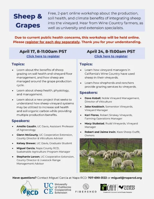 Sheep in Vineyards flier