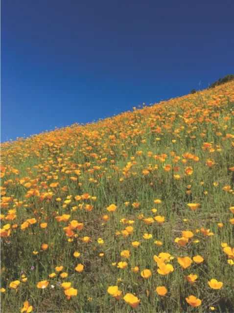 California poppies