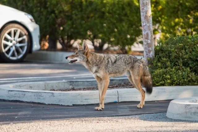 Urban coyote sightings can be recorded at the Coyote Cacher website. (Credit: National Park Service)