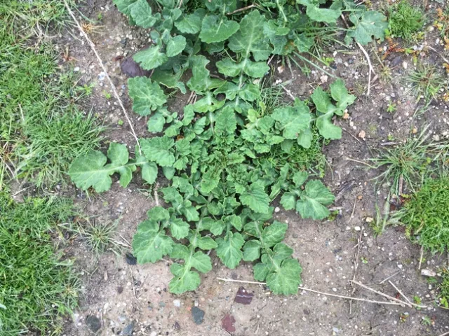 Summer mustard rosette
