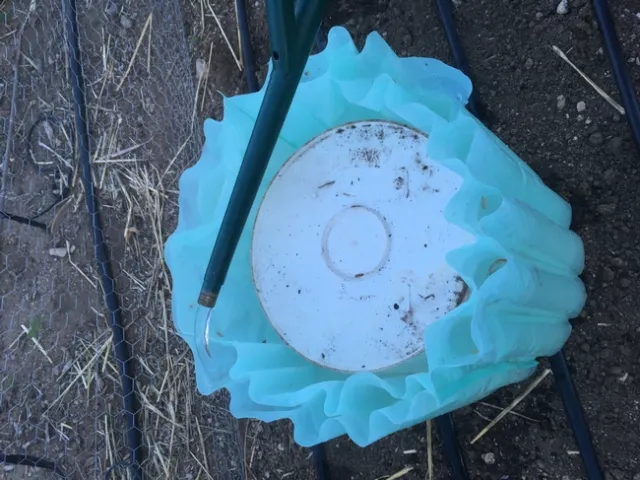 Filling up a Wall-O-Water