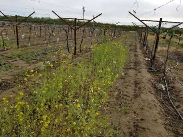 Vineyard with mustard cover crop in Shafter, California