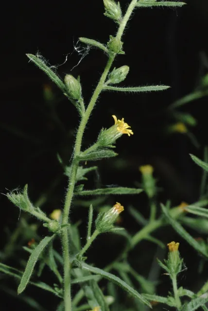 Stinkwort. Photo by Joseph DiTomaso. Copyright 2013 The Regents of the University of California. All Rights Reserved.