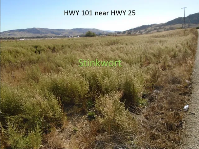 Stinkwort. Photo by Ryan O'Dell.