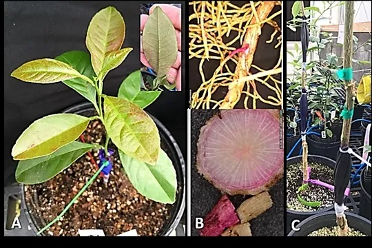 citrus various tissue fig 1