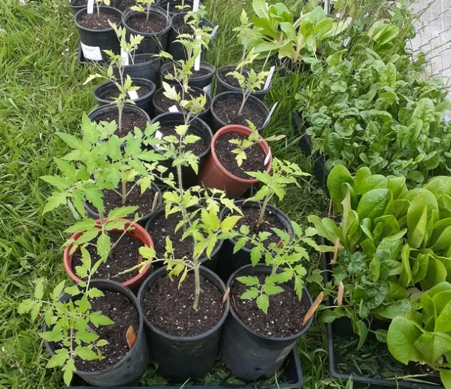 Growing tomato, spinach and lettuce plants can pique children's interest in eating fresh vegetables.