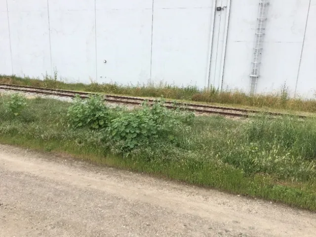 Industrial areas are good locations for a variety of weeds to survive and serve as the foci of INSV infections in the spring.