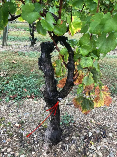 The red arrow points to a resting spotted lantern fly on a grapevine trunk. (Photo: Surendra Dara)