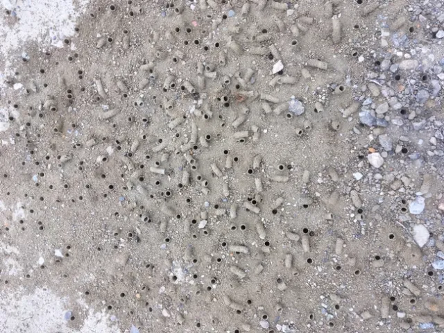 digger bee colony tunnels