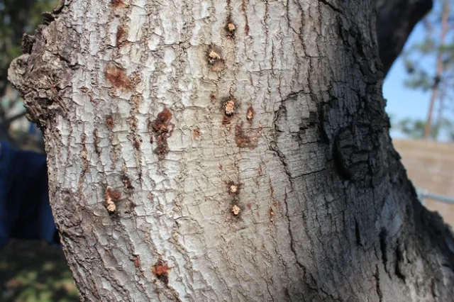 multiple entry holes on avocado (photo by Eskalen lab)