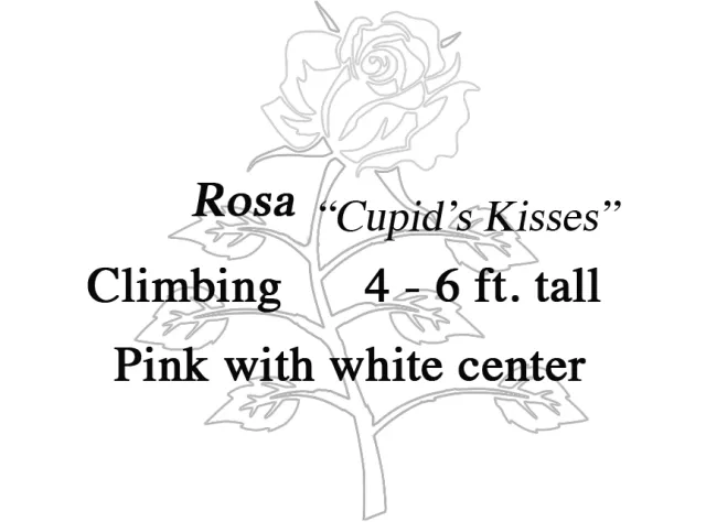 Rose-webgraphic2Cupid